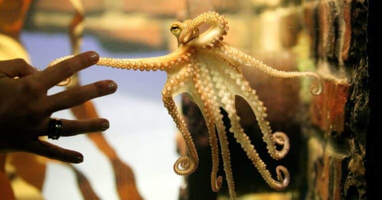 El inesperado animal que reemplazaría a los humanos tras una hipotética extinción, según un experto de Oxford