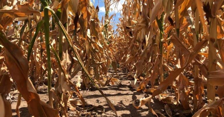 Las lluvias fueron heterogéneas y escasas, la ola de calor continúa y los cultivos se calcinan
