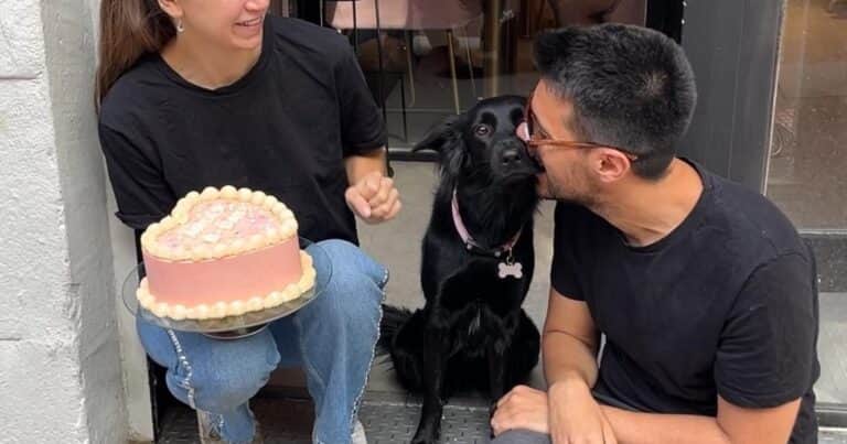 La primera CEO de cuatro patas: Arya, la perrita empresaria que conmueve Madrid con su cafetería