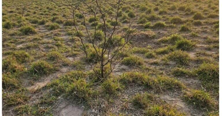 Avanzan en un manejo integral de malezas invasoras leñosas, semi-leñosas y herbáceas en el NEA
