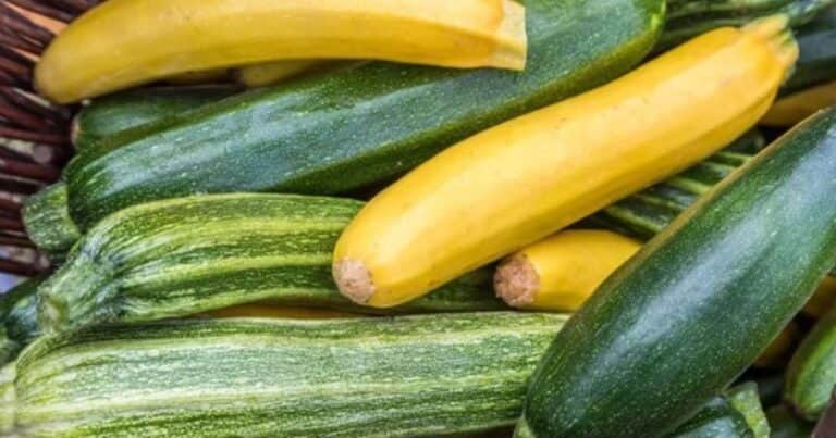 Cómo cultivar calabacines en verano y aprovechar su versatilidad en la cocina