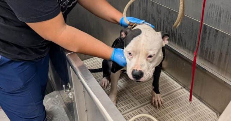 Heroína silenciosa: la veterinaria que ya salvó a más de 40 mascotas de los incendios en Los Ángeles