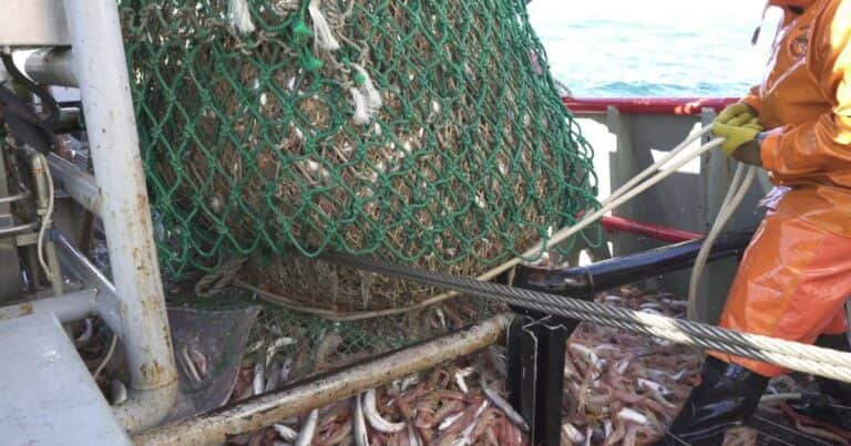 La pesca, en el fondo del mar: precios bajos, costos altos y con retenciones