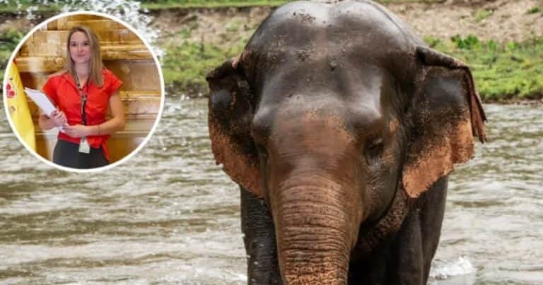 Una turista de 22 años murió en Tailandia atacada por un elefante: estaba en una excursión, el animal se estresó y la mató