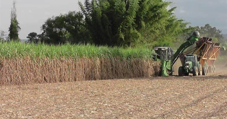 La exportación de azúcar es récord, pero afirman que el abastecimiento interno está asegurado