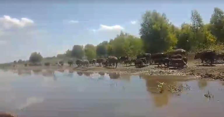 Entre Ríos aprobó una ley que declara plagas a tres animales exóticos invasores: por qué proliferaron de manera descontrolada y qué daños causan