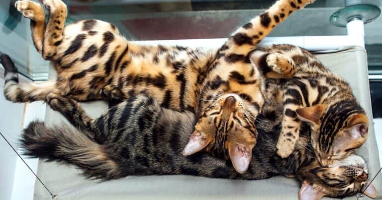 Vidas a la deriva: la triste situación de una manada de gatos abandonados