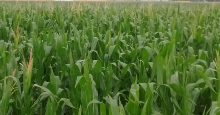 Maíces para grano son picados para silaje, por falta de agua y exceso de calor