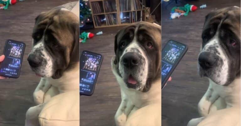 Javier Milei y sus medidas, EN VIVO: «Feliz Año Nuevo, Sullivan», el mensaje de voz que el Presidente le mandó a un perro influencer australiano