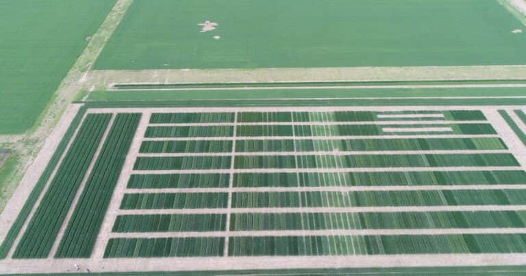 Ya no serán necesarios los ensayos de rendimiento para registrar variedades vegetales