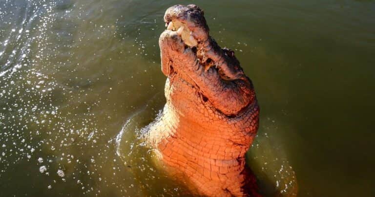 Un cocodrilo gigante mordió a un abuelo y lo arrastró al agua: el espantoso video