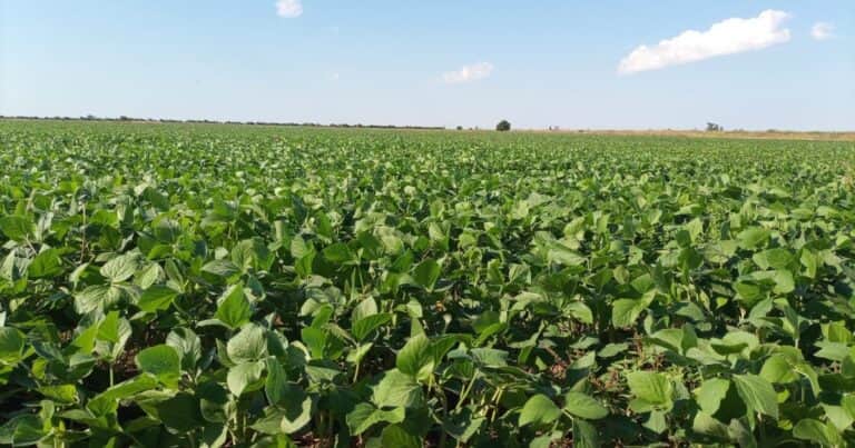 Entre las lluvias que trajeron alivio pero con recortes en las estimaciones de cosecha