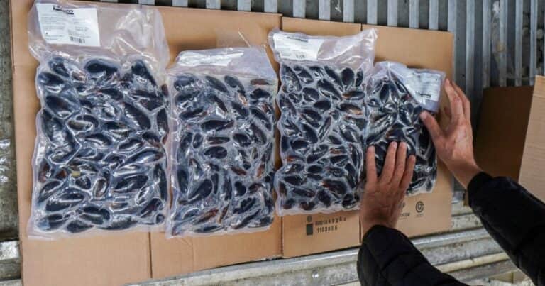 Por primera vez, Argentina producirá mejillones a escala industrial
