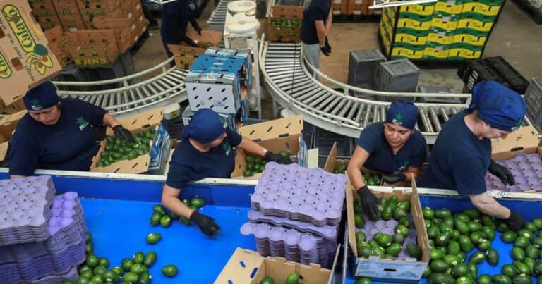 El agro mexicano es el gran triunfador del NAFTA