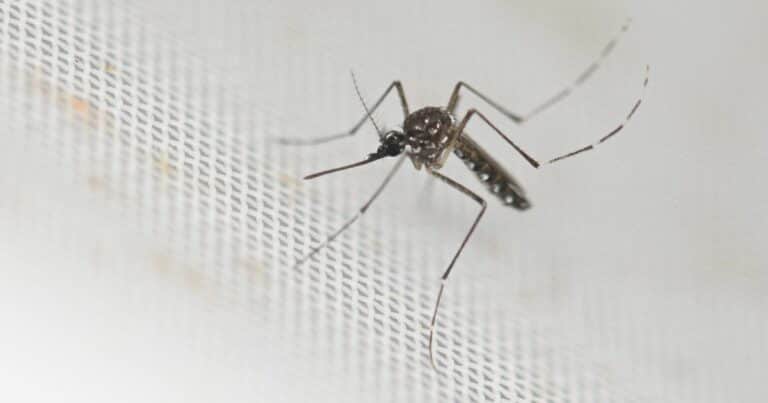 Polémica medida anti dengue: una ciudad ofrece dinero a cambio de mosquitos