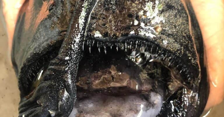 Revelaron el verdadero tamaño del pez abisal diablo negro que emergió de las profundidades