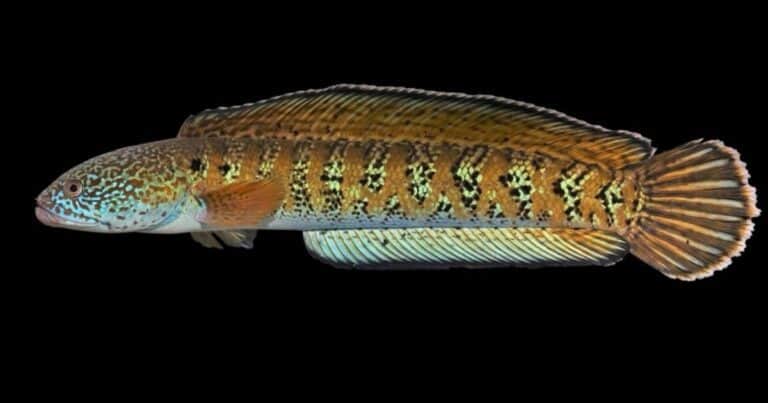 Hallaron una especie de pez exótico que se creía extinta hace más de 80 años: «El mito finalmente se resuelve»