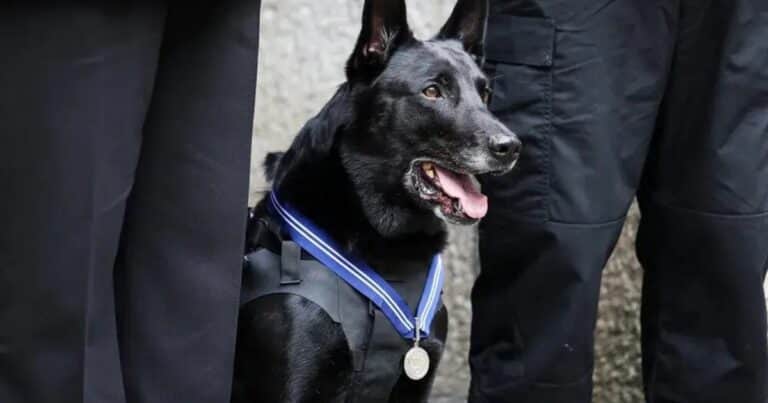 La Casa Blanca, de luto: falleció Huracán, el perro que arriesgó su vida por salvar a un presidente