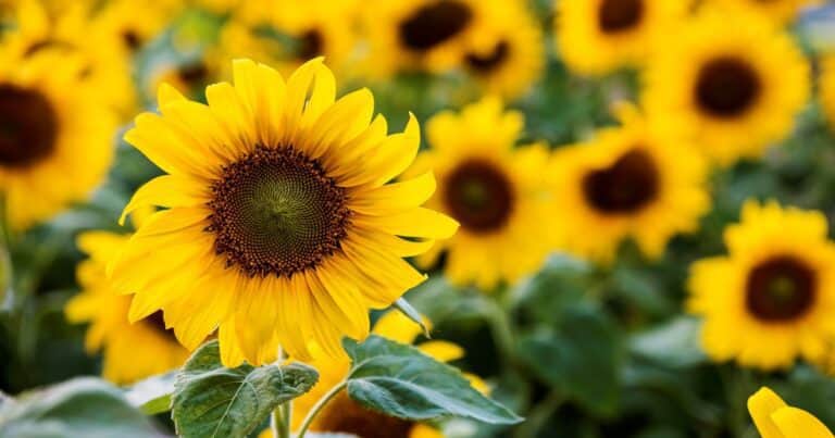 El girasol quiere ser una de las buenas noticias de la campaña