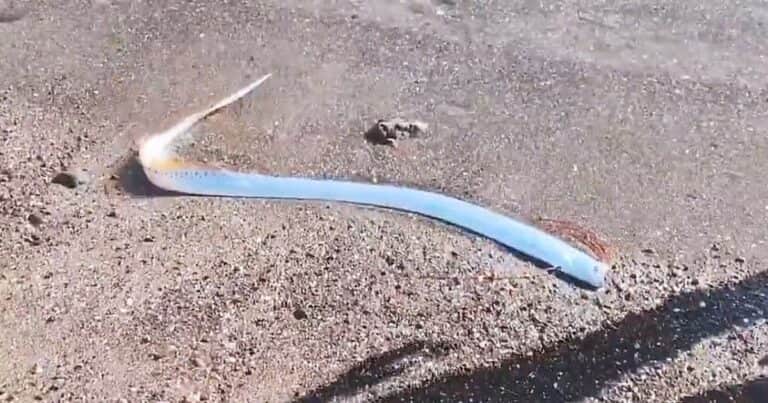 Video: un pez remo emergió de las profundidades y desató teorías sobre el «fin del mundo»