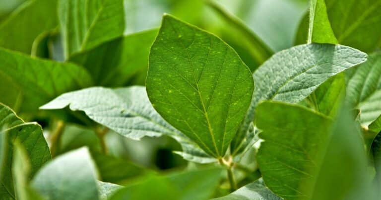 La alta tecnología agrícola se torna esencialmente biológica
