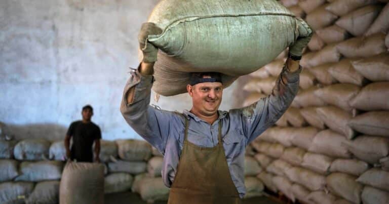 Productores frenan el comercio de yerba: impedirán el traslado a los secaderos para exigir mejores precios