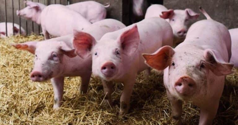 Carne de cerdo: «Se sigue fomentando la importación y nos puede salir carísimo»