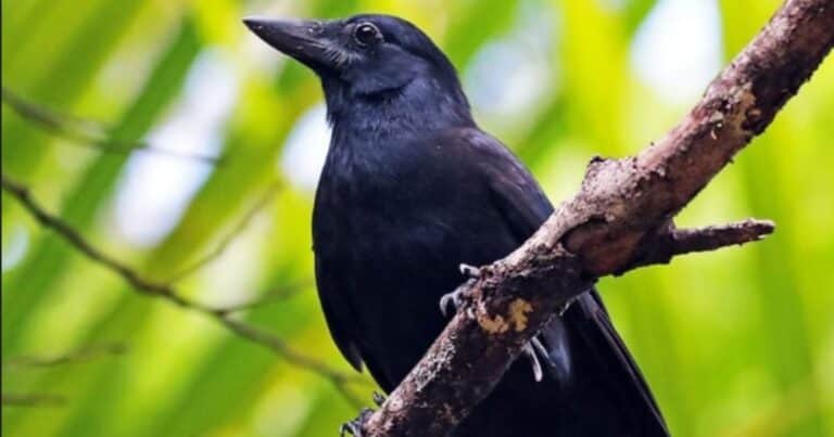 Cuál es el pájaro más inteligente del mundo: es como un niño de 8 años