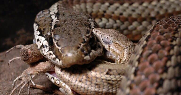 Hallan una serpiente venenosa en una caja de bananas en un supermercado