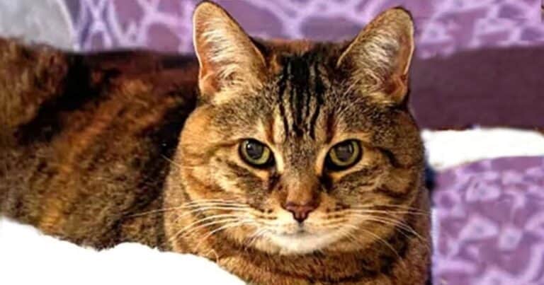 Adoptó un gato, pensó que envejecía pronto, pero descubrió una verdad impactante