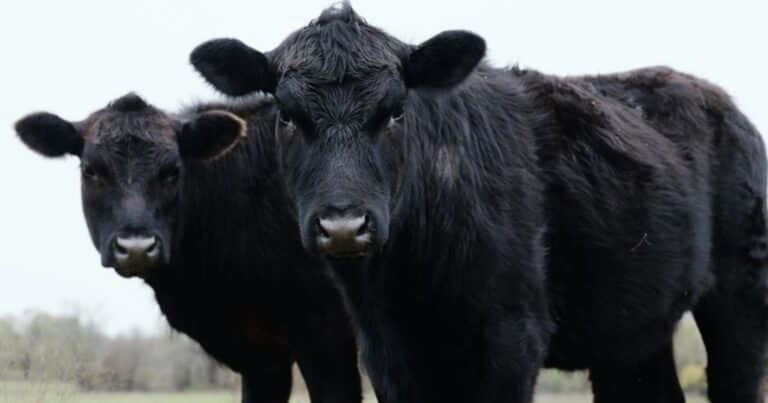 Se mantuvo la faena de bovinos y la producción de carne en enero