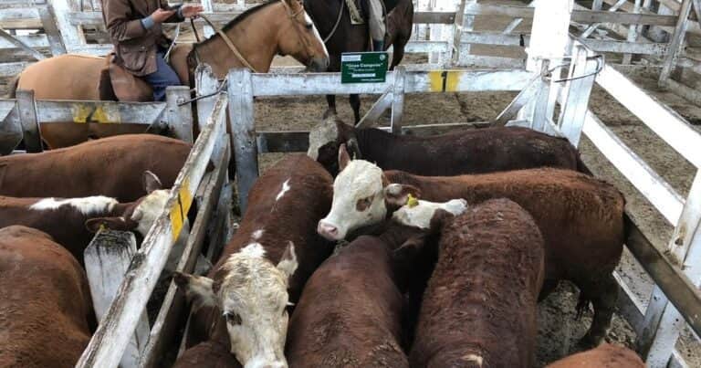 Los números ganaderos mejoraron pero aun no fomentan el crecimiento del stock