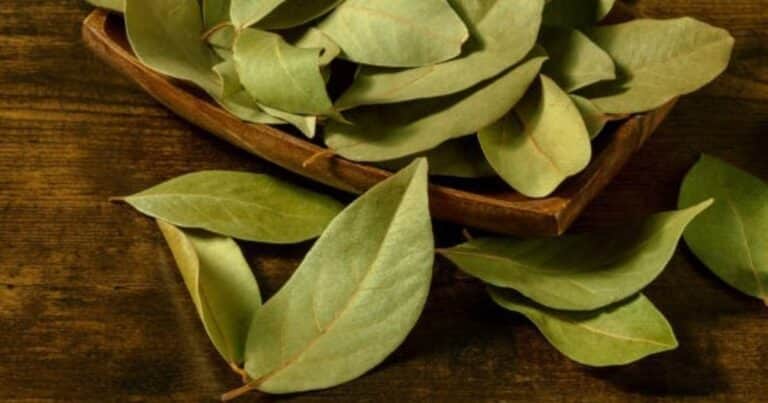 Cuál es el ritual con hojas de laurel durante la Luna creciente para atraer dinero