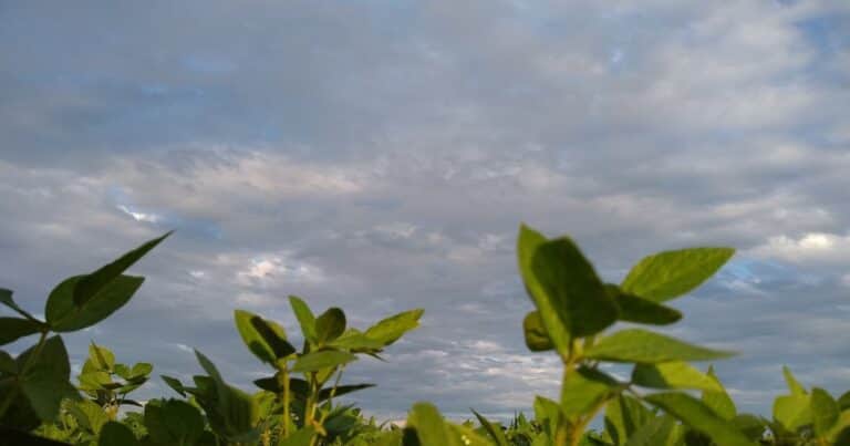 Llovió en la principal región agrícola del país y se esperan tormentas en una zona muy necesitada de agua