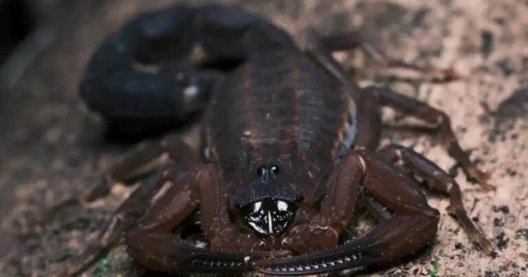 Única en el mundo: descubren una nueva especie de escorpión que puede rociar veneno a distancia