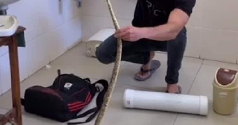 Encuentran una serpiente altamente venenosa escondida en un baño de mujeres