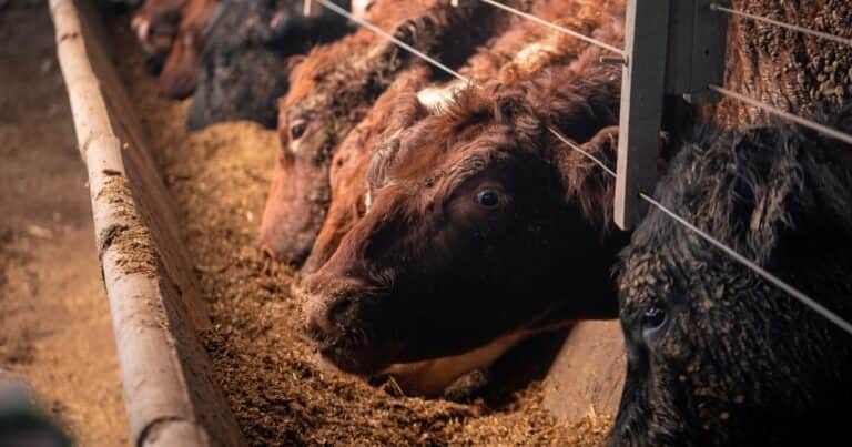 La suba en el precio de la hacienda gorda mejoró la ecuación del feedlot