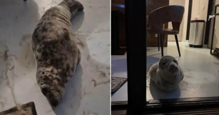 Llegó de la playa y encontró a una foca durmiendo en su habitación