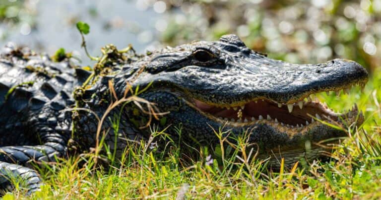 Un caimán detuvo el tráfico en Florida: el detalle impactante de lo que llevaba en su boca