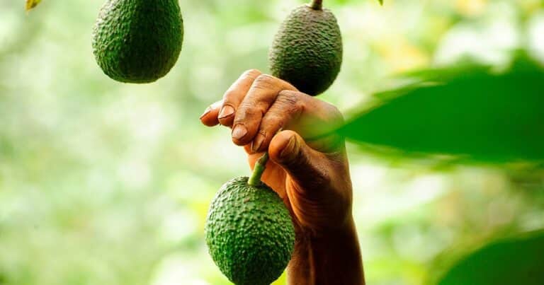 Propiedades ocultas de las cáscaras de aguacate o palta: el ‘oro verde’ que desperdiciamos todos los días