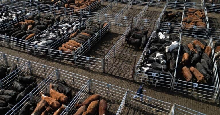 Subió el precio de la hacienda: ¿aumentará la carne después de carnaval?