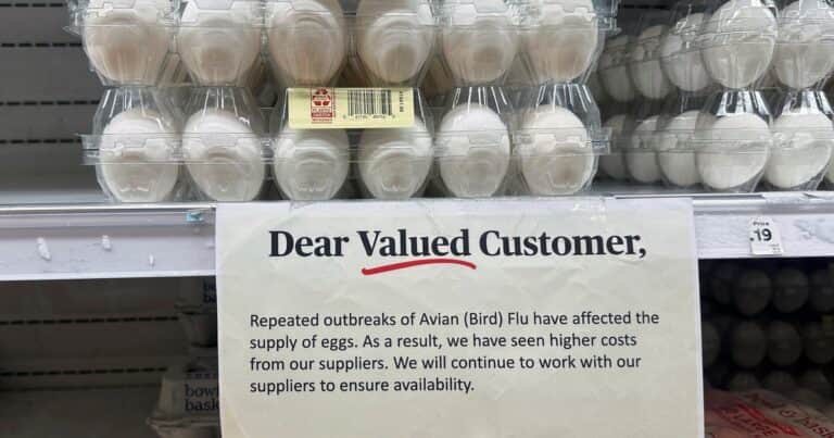 Gripe aviar: Estados Unidos impulsa la importación de huevos tras el vertiginoso aumento de precio