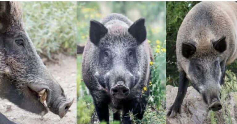 Autorizan la caza con perros de una de las principales plagas que afectan al campo en una provincia clave