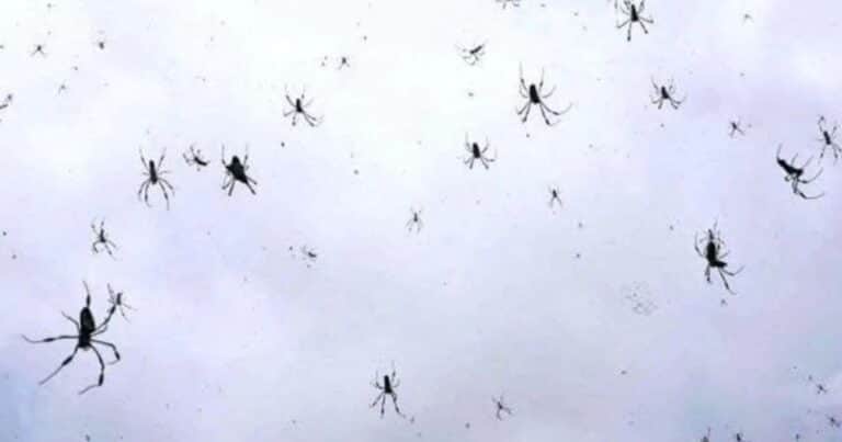 Una telaraña gigante: la lluvia de arañas que apareció en el cielo de Brasil