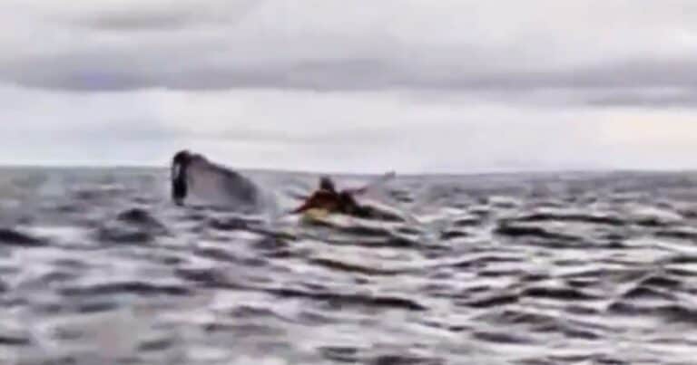 Impactante video: un kayakista fue engullido y lanzado por una ballena jorobada