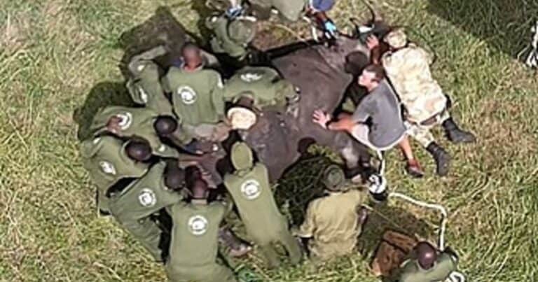 Un grupo de 15 hombres le hizo RCP a un rinoceronte y le salvaron la vida: el increíble video
