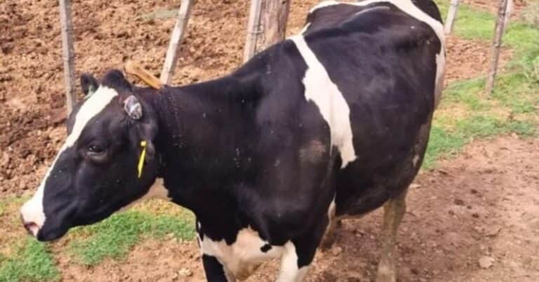Brutal ataque en Santa Fe: quisieron faenar una vaca lechera y le dejaron el cuchillo clavado