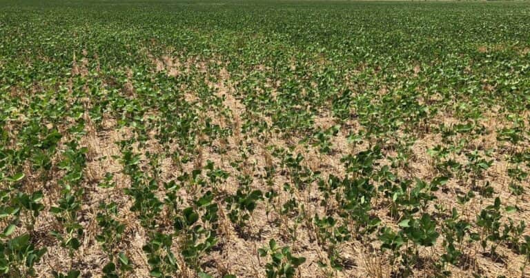El USDA recortó sus estimaciones de producción de soja y maíz en Argentina