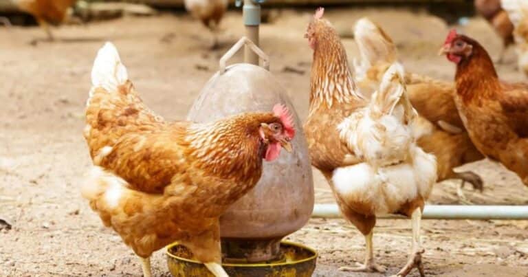 Alarma: se detectó un caso de influenza aviar en aves de traspatio en Argentina