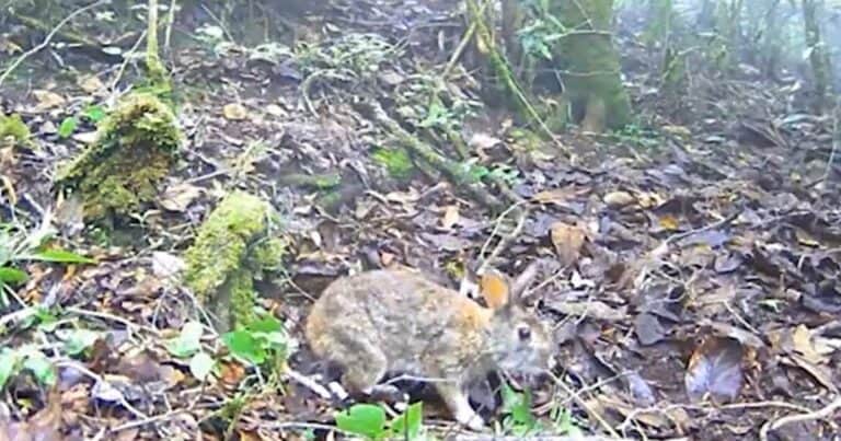Perdido hace 120 años: detectan un animal que creyeron que se había extinguido y logran filmarlo